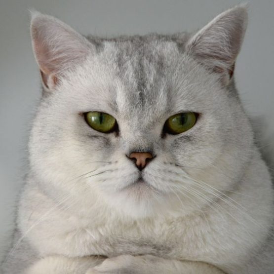 Disk vit fluffy (1)